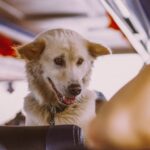 JSX Airlines Pet Policy